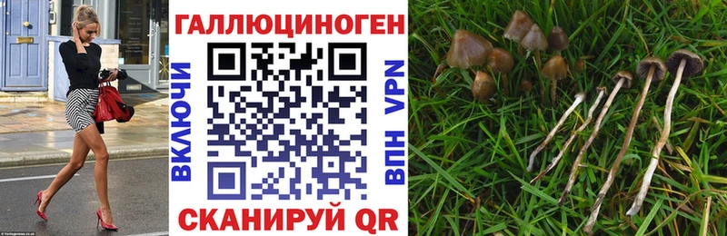 как найти   Электрогорск  Псилоцибиновые грибы мухоморы 